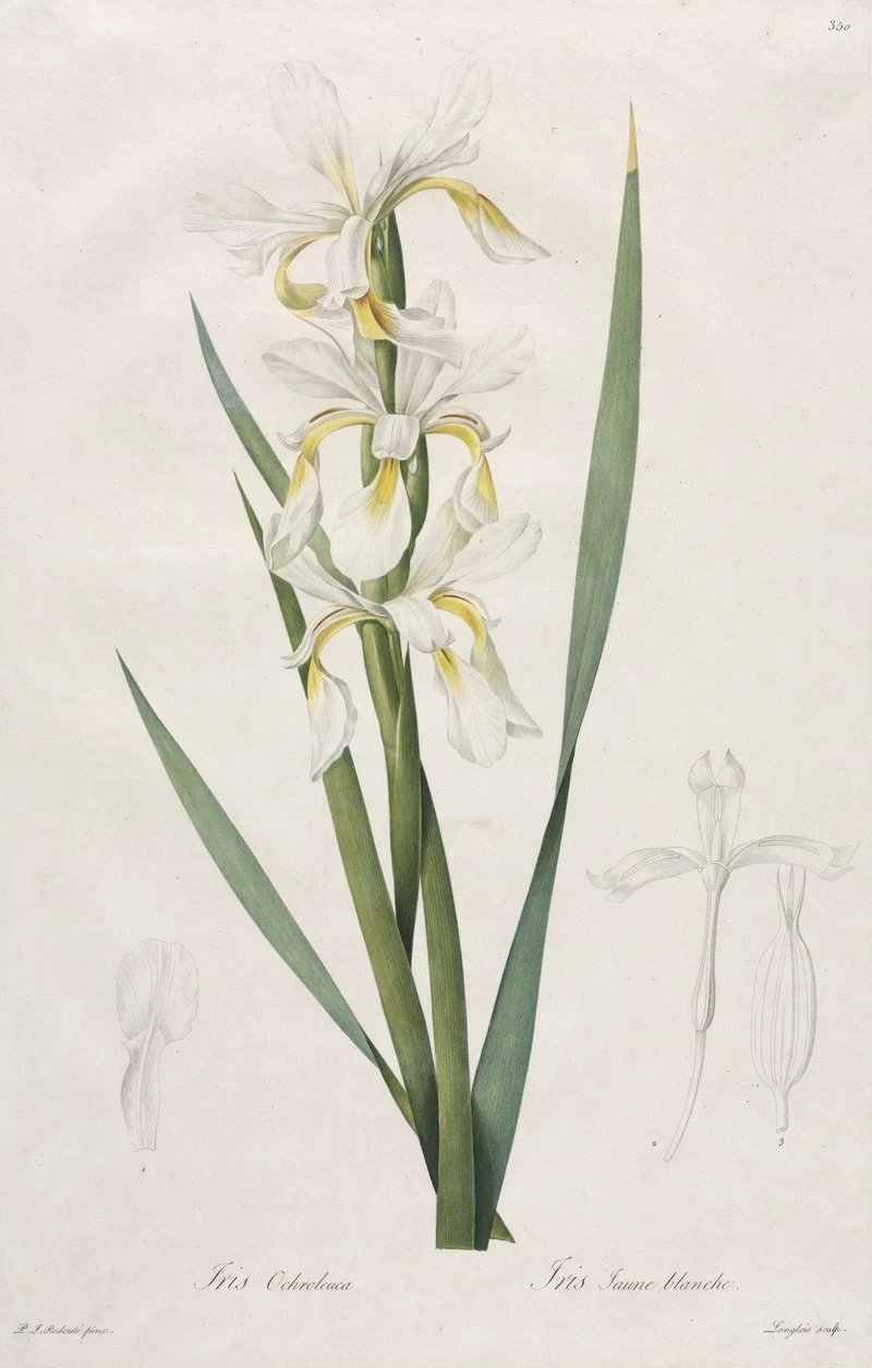 Gold - banded Iris, Cleveland Museum of Art